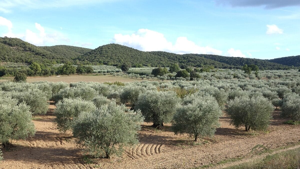 visite atelier Alpes-de-Haute-Provence