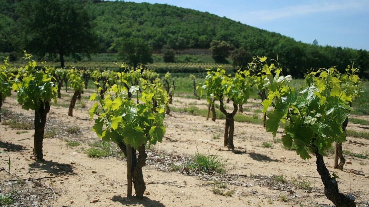 vin Gard domaines viticoles