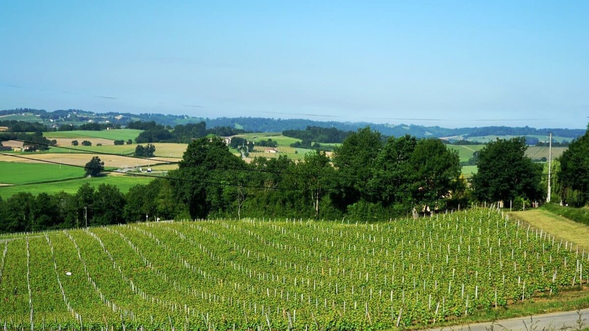 œnotourisme Occitanie vin