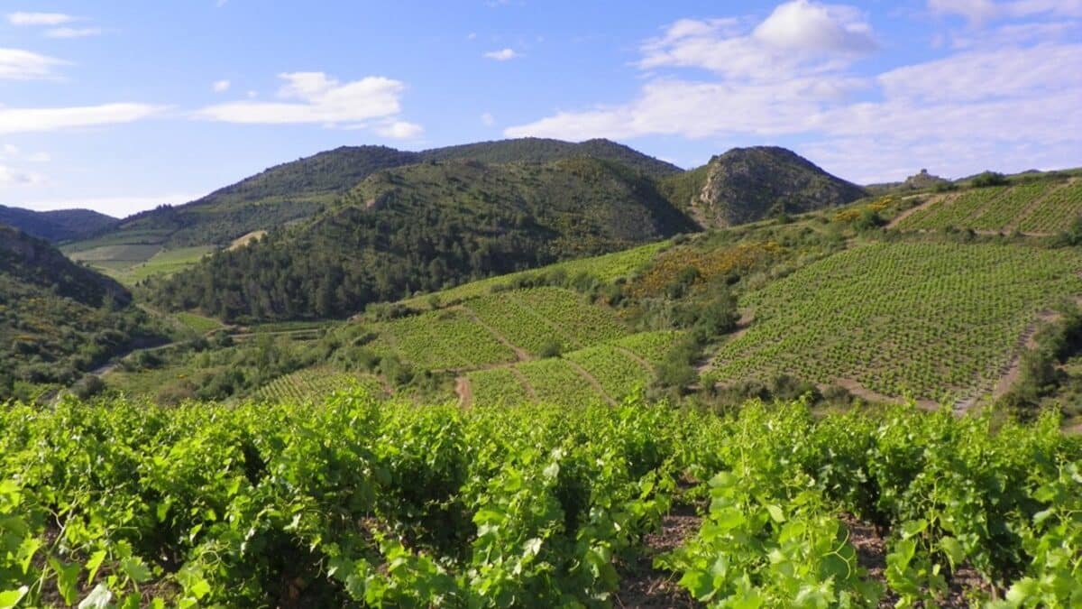 Œnotourisme dans le Sud-Ouest : ces 6 vins d’Occitanie qu’il vous faut avoir goûtés