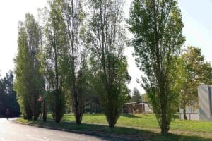 Une nouvelle voie verte va être créée entre le giratoire du COSEC René Ferrand et celui de l'avenue de Lameilhé, à Castres © La Ville de Castres