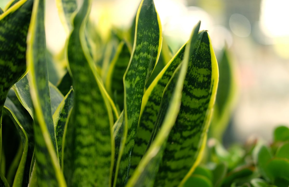 Grande vente de plantes du 31 octobre au 2 novembre 2025 à l'Espace Capoul de l'Hôtel Novotel Wilson, à Toulouse