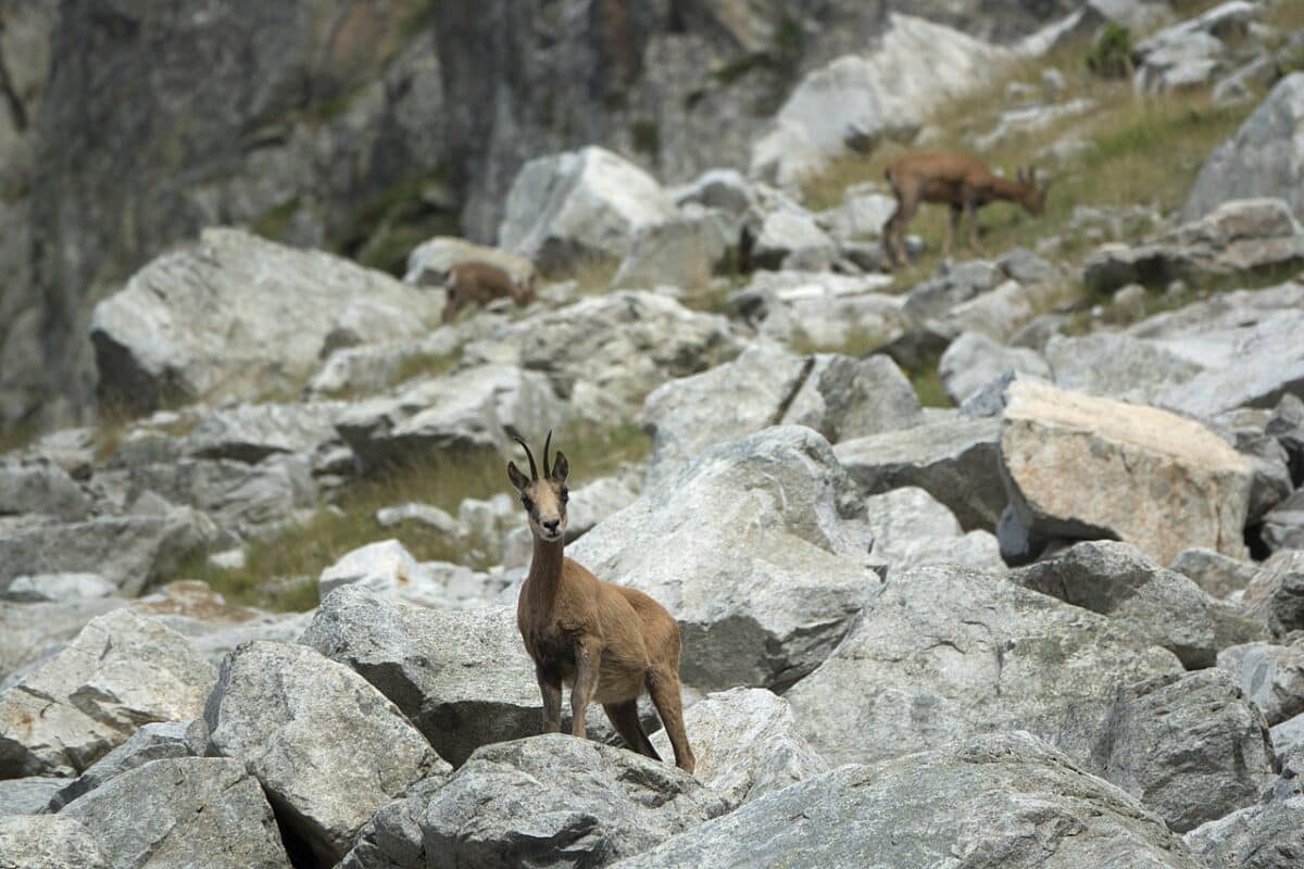 Durant les vacances de Toussaint, vous pourrez observer des isards lors d'une randonnée dans les Pyrénées