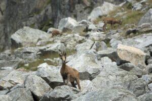 Isards Pyrénées