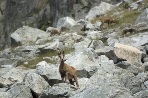 Isards Pyrénées