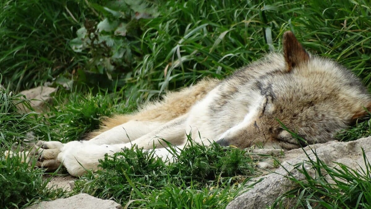 sortie Lozère visite