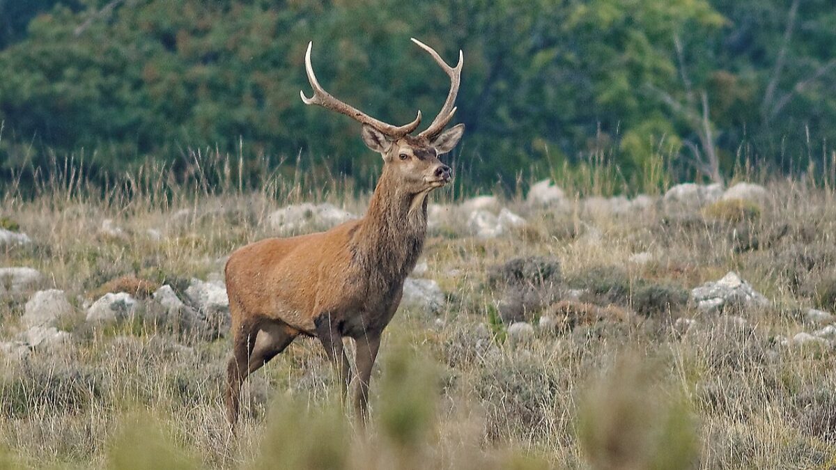 Lozère Tourisme