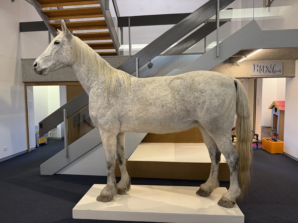 Ce cheval est le premier spécimen à avoir franchi les portes du Muséum
