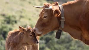 La préfecture de l'Aveyron étend les mesures contre la dermatose nodulaire bovine, une maladie bovine, à des communes supplémentaires.