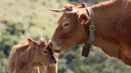 La préfecture de l'Aveyron étend les mesures contre la dermatose nodulaire bovine, une maladie bovine, à des communes supplémentaires.