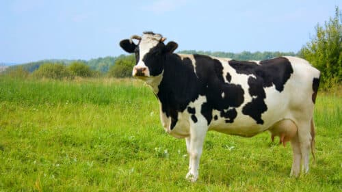 L’Aveyron applique les mesures nationales contre la dermatose nodulaire bovine.