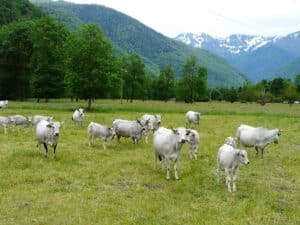 vaches Gasconnes