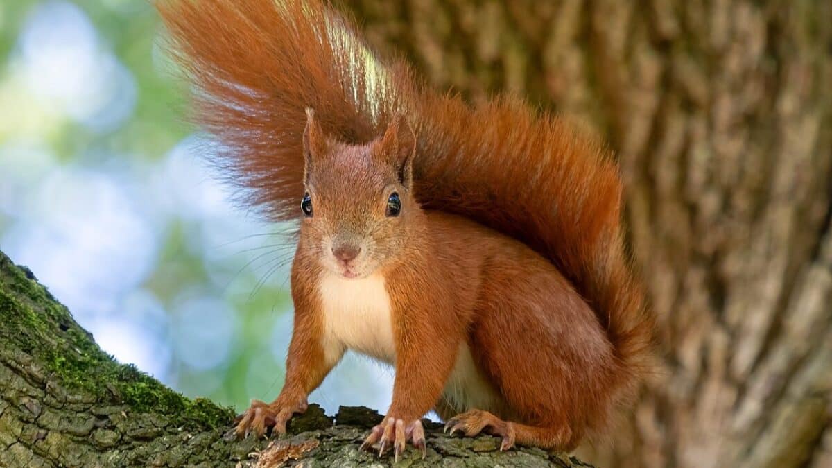 randonnée famille Comminges